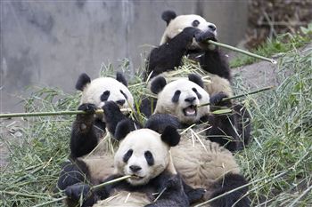 01-giant-panda-group-eating-bamboo.jpg