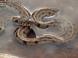 Grass snakes SLITHER to Scotland