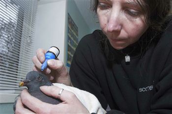 Wildlife assistant Lorraine Gow giving Sooty his eye drops