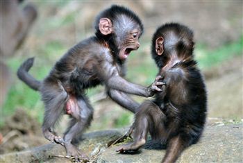 The new arrivals - baby gelada baboons
