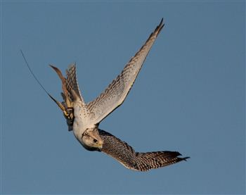 falcon 1