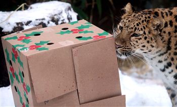 Animals Open Their Gifts At Zoo