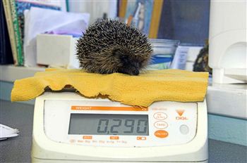Hedgehog rescue plea from Scottish SPCA