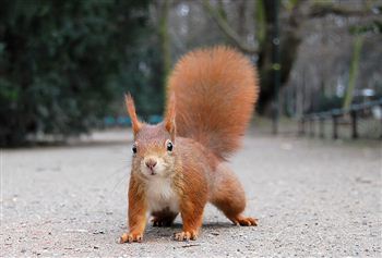 “Text-a-squirrel” scheme launched