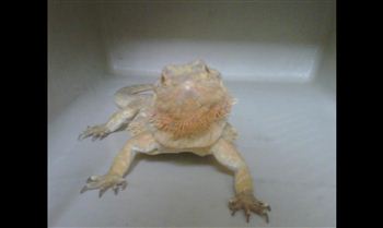 Bearded dragon found in supermarket loos