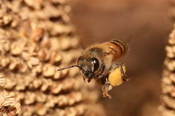 Buzz words: honey bee lingo study could keep the hives alive