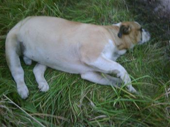 Cruel owners leave dog to die at roadside