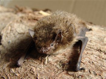 Rare bats discovered breeding for the first time in Ayrshire