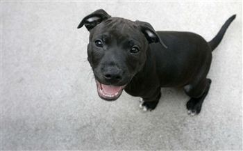 Staffie abandonment reaches record levels