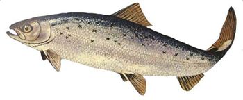 More Scottish salmon released in 2010