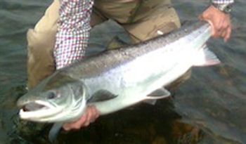 Monster salmon in bumper season for Scottish rivers