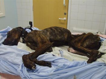 Two year ban for dog neglect