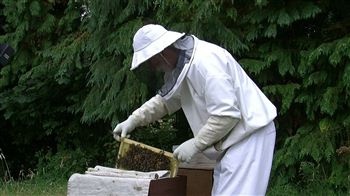 Scots uni gets grant to save bees
