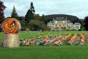 US Pumpkin mashes Scots turnip on Halloween