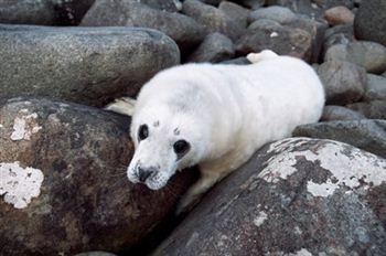 Seal pup seen trapped in rubbish on beach