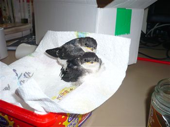 Abandoned house martin chicks reared at St Cyrus