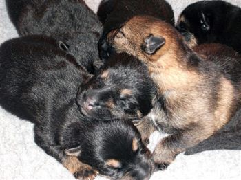 Puppies to bring ruff justice to police force