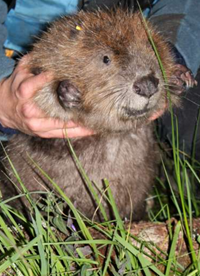 Scottish beaver named in nation-wide competition