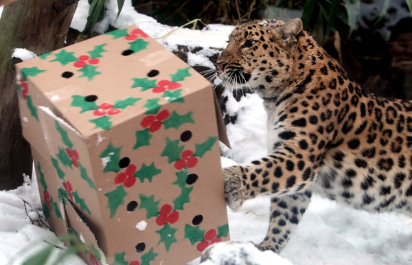 All I want for Christmas…zoo animals issue gift wishlist