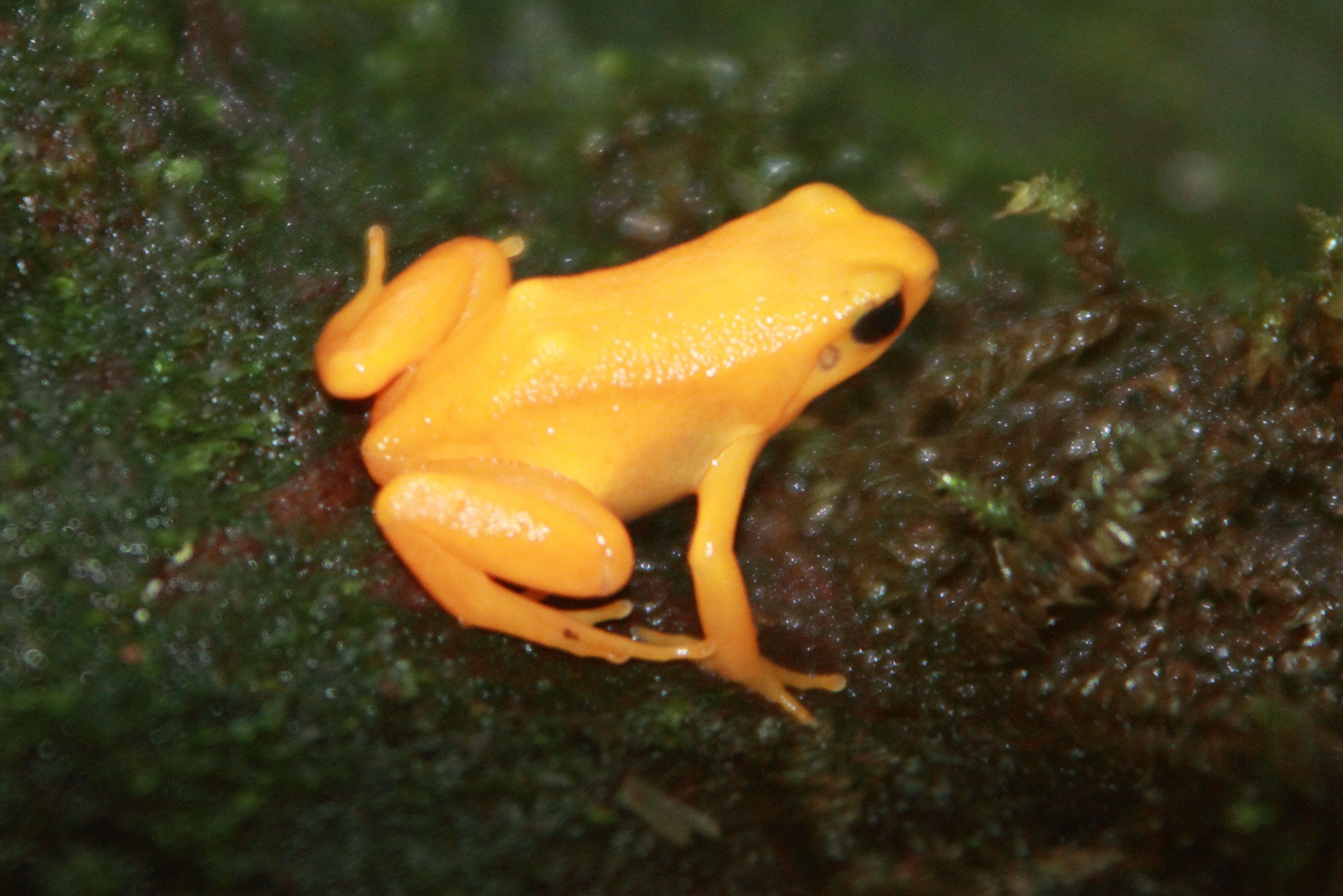 Baby boost for critically endangered frog