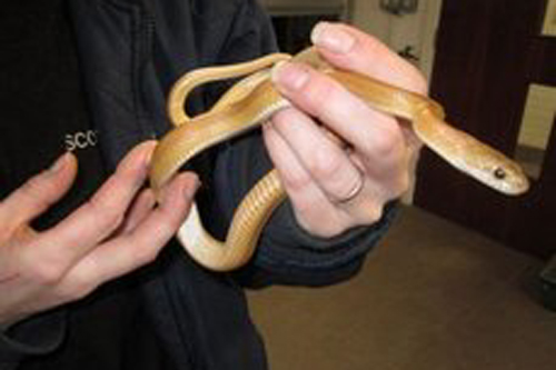 Hissing Sid rescued from pub