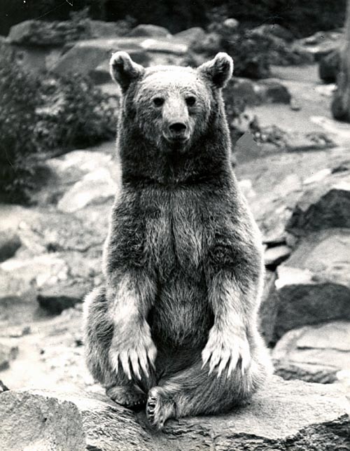 £200,000 statue of Wojtek the bear planned for next year