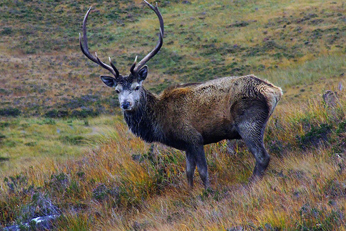 Highland clearance as criminals target Scotland’s deer