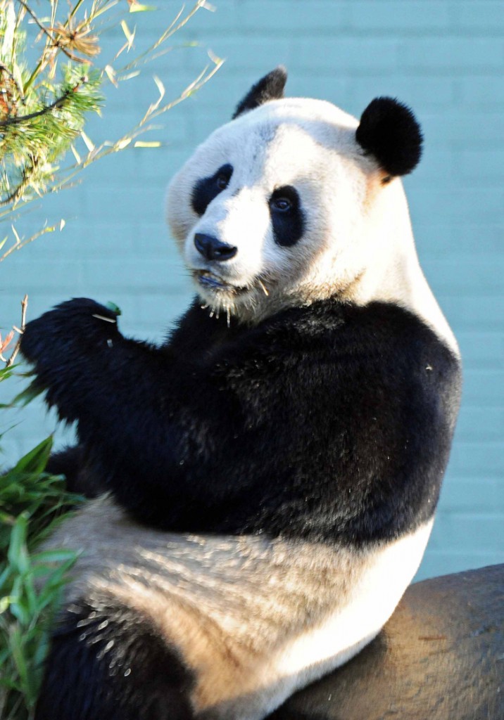 Yang Guang, and his mate Tian Tian, are celebrating their first birthday in Scotland this August