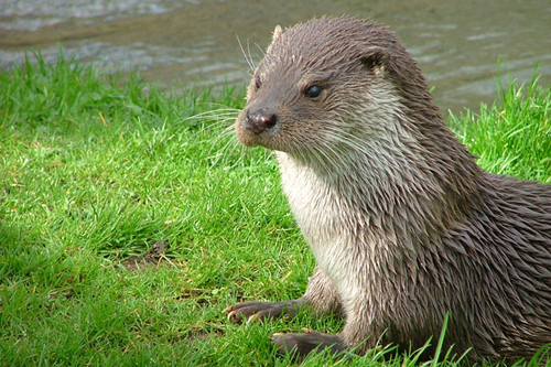 800px-Otter_in_Southwold