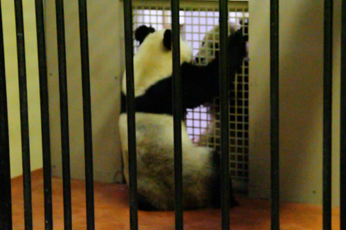 Fertility tests begin on Edinburgh Zoo panda Tian Tian