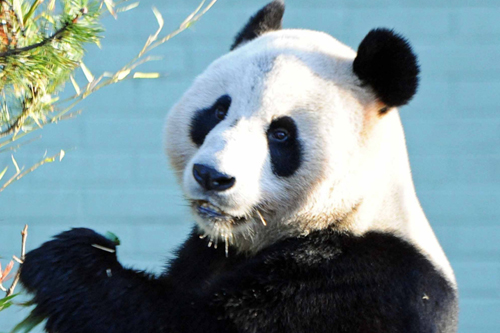 VisitScotland got to meet the  pandas on their £25-a-head "planning" trip