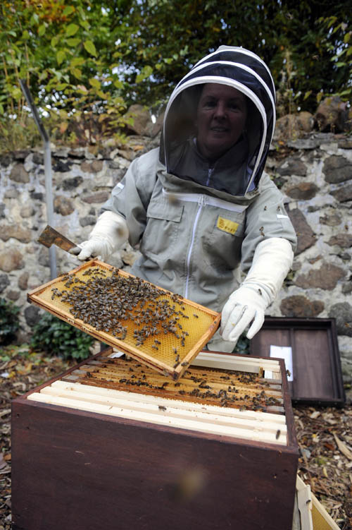 Honey hives are the new buzz on campus