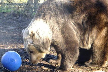Three brown bears finally allowed to hibernate