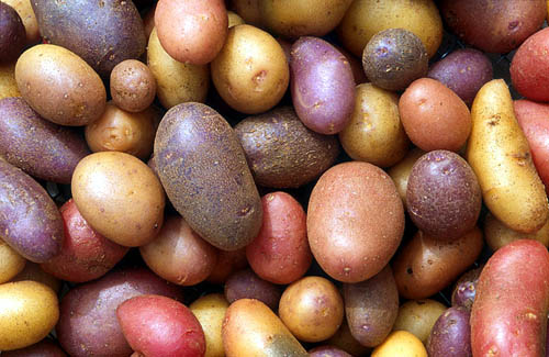 A Scottish civil servant is paid up to £52,000 annually as head of "potato branch".
