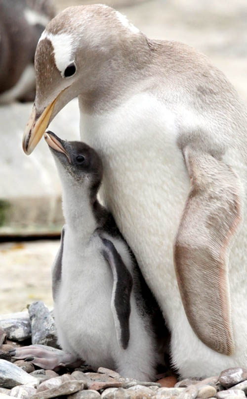 The zoo insists is does all it can to prevent penguins swallowing objects left behind by visitors