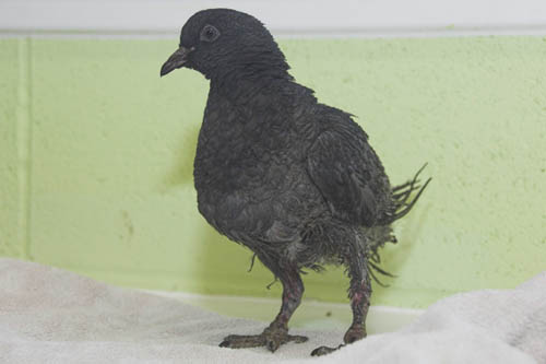 Smokey suffered singed feathers and feet after flying down the chimney