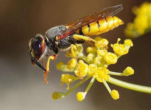 An angry swarm of wasps chased away the security guard Photo-Alvesgaspar