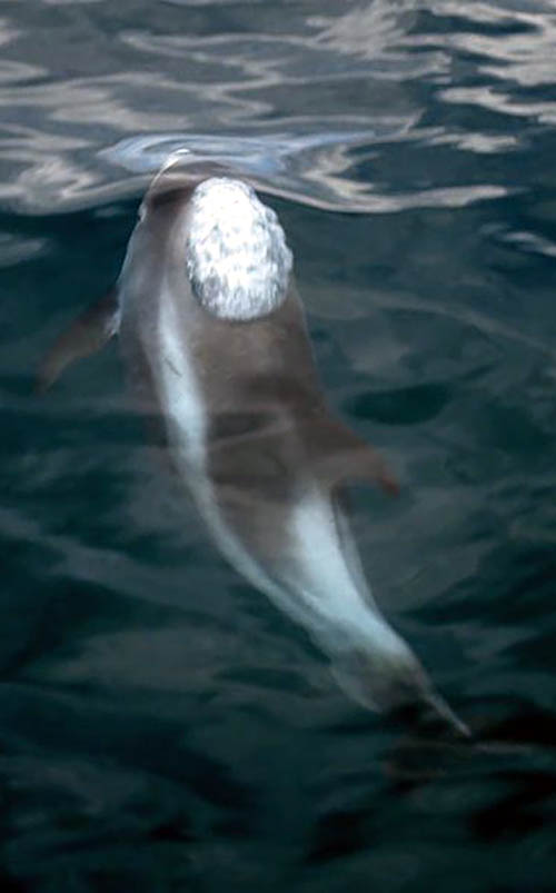 Good vibrations: New study into how offshore wind affects marine mammals