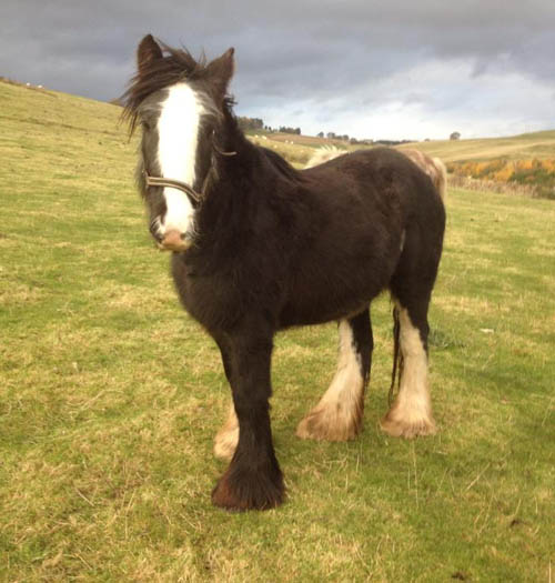 Four-year-old Dolly had escaped from her field at Kinfauns, Perthshire
