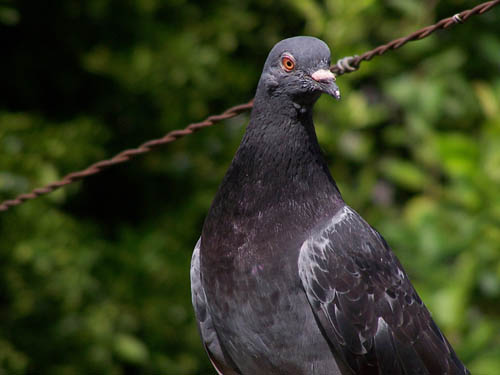 Pesky pigeons gone from Scottish Parliament