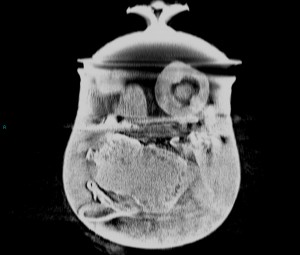 A CT scan cross section of the innards of the Viking pot. The circular shape in the upper right corner is said to be an ornate bead. The dome object to its left is a bone or ivory bead, and the coil curling from the bottom left to the centre is five brooches. But the rectangular shape at the centre remains a mystery 