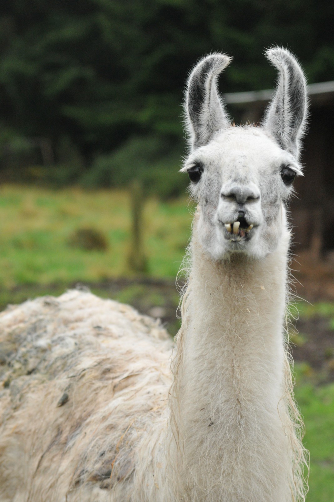 Scottish llama declared oldest in UK - Deadline News