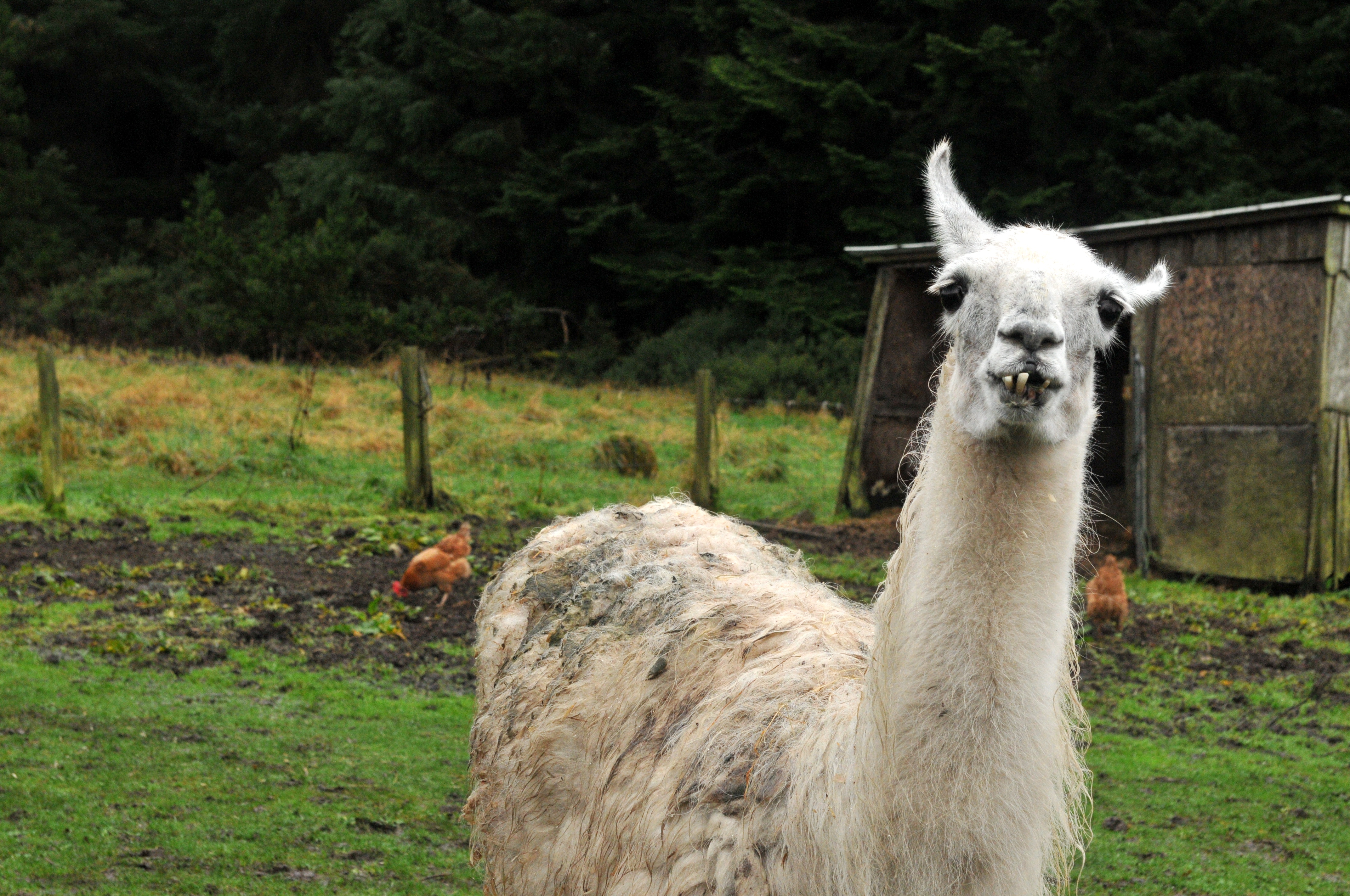 Scottish llama declared oldest in UK