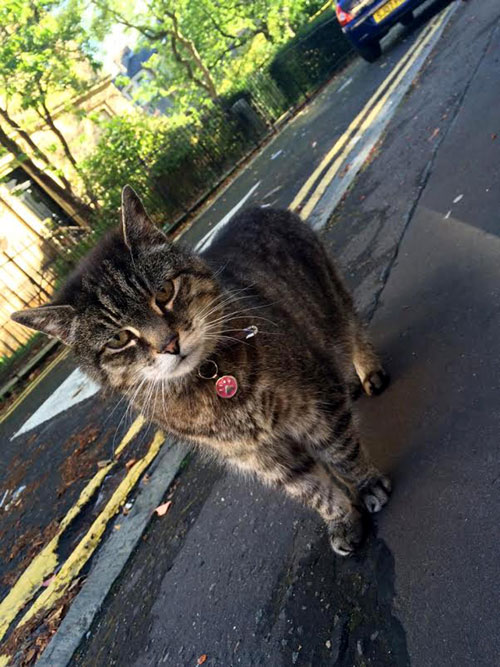 The university may name a building after the moggy 