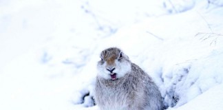 Scotland's-mountain-hares-getting-extra-legal-protection