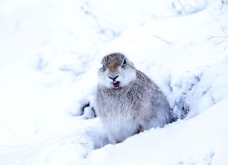Scotland's-mountain-hares-getting-extra-legal-protection