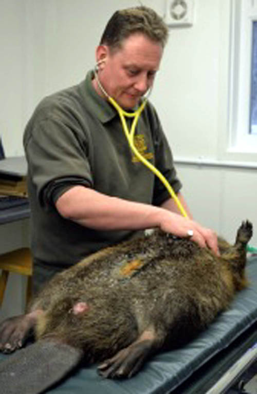 A scientist monitors one of the Tayside beavers as it comes round following examination