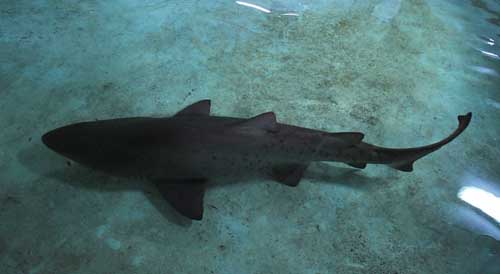 Sharks can swim twice as fast as their cold-blooded counterparts