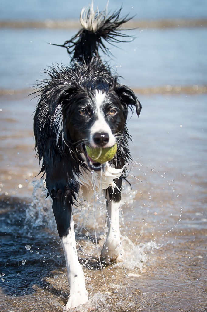 10th June, 2015, Edinburgh. As the summer starts to kick in, locals start to have some fun in the sun. IN PIC.........11 month lld collie bitch, Skye, enjoys the cool water at Portobello beach. (c) Wullie Marr/DEADLINE NEWS For pic details, contact Wullie Marr........... 07989359845