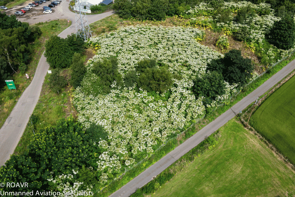 Aerial shots of the  hogweed infestation